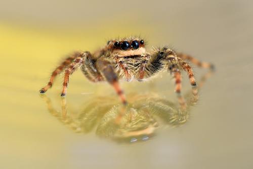 Marpissa muscosa